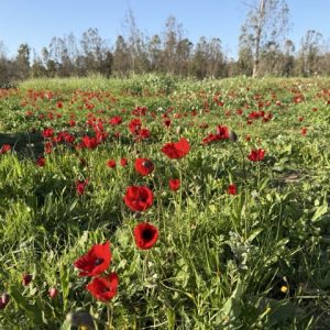 Anemones Large Medium